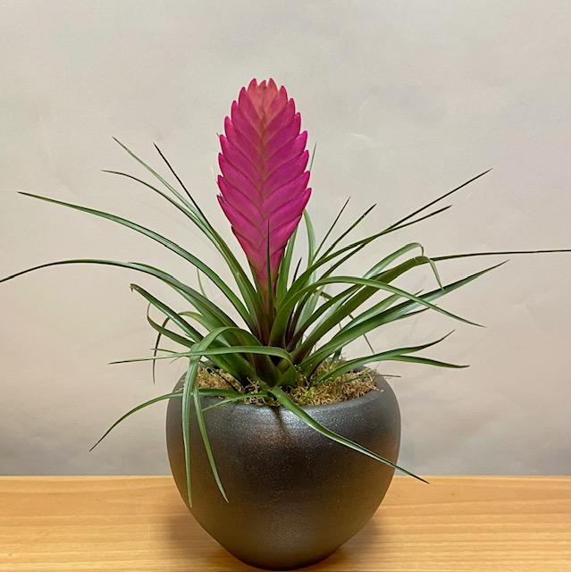 Φυτο tillandsia