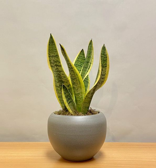 Φυτο σανσιβερια σε πηλινο