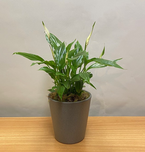 Μινι σπαθυφυλλο  σε πήλινη γλάστρα