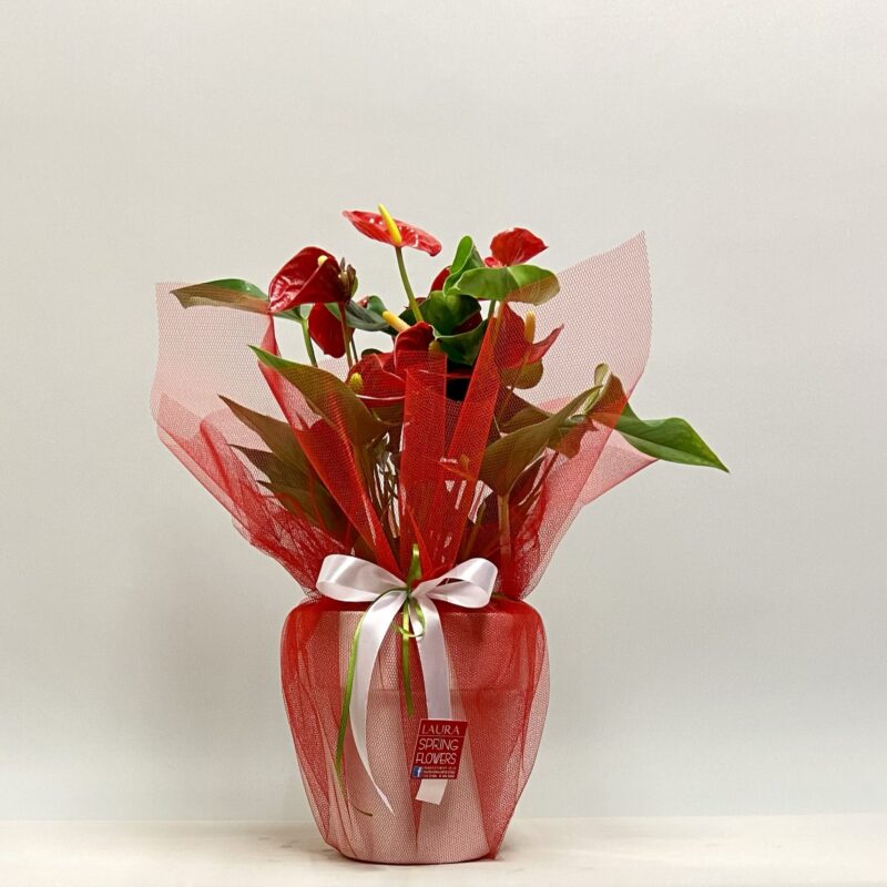 Κοκκινο ανθουριο σε πήλινη γλάστρα