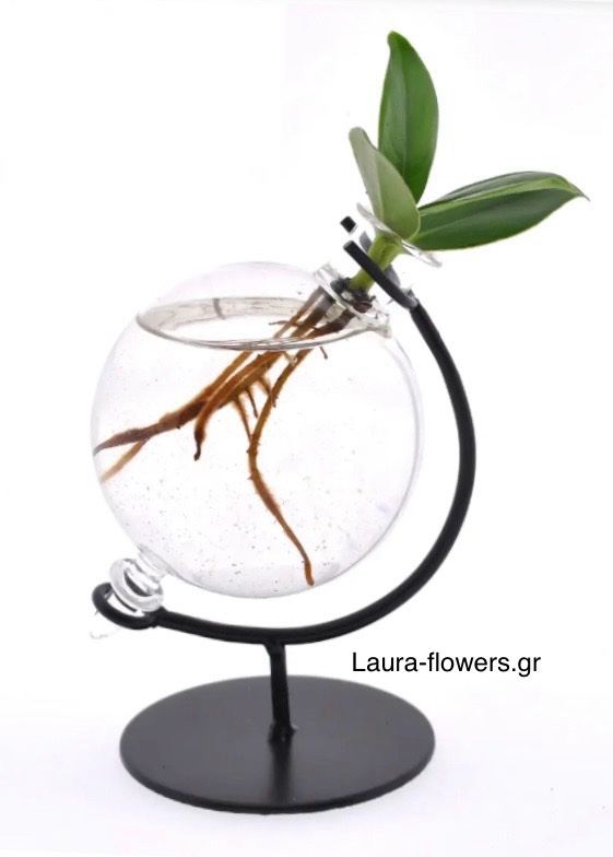 CLUSIA ΥΔΡΟΦΥΤΟ