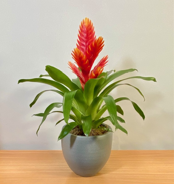 ΦΥΤΟ ΒΡΙΕΖΑ ΣΕ ΠΗΛΙΝΟ