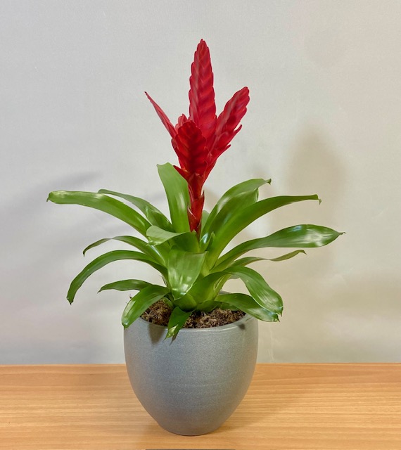 ΦΥΤΟ ΒΡΙΕΖΑ ΣΕ ΠΗΛΙΝΟ