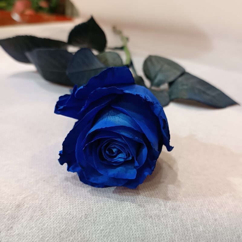 BLUE ROSE (Η ΠΑΡΑΓΓΕΛΙΕΣ ΙΣΧΥΟΥΝ ΑΝΩ ΤΩΝ 5 ΤΕΜΑΧΙΩΝ ROSES