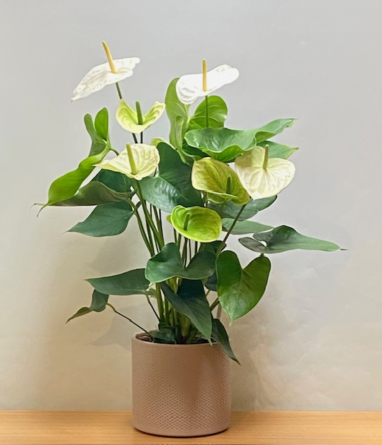 ΑΝΘΟΥΡΙΟ ΛΕΥΚΟ