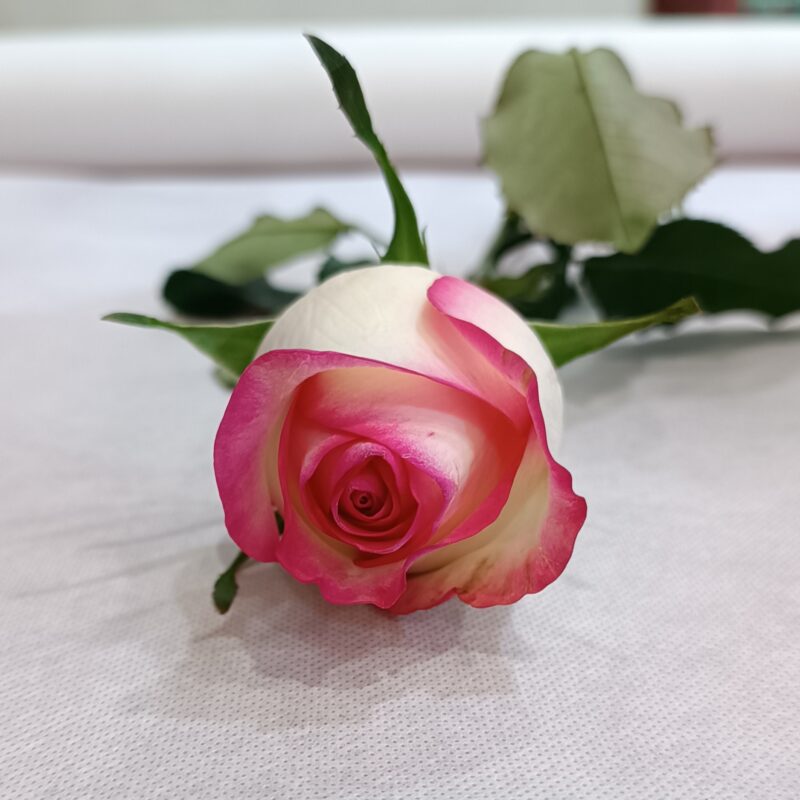 ΔΙΧΡΩΜΟ ΛΕΥΚΟ-ΡΟΖ ΤΡΙΑΝΤΑΦΥΛΛΟ. (Η ΠΑΡΑΓΓΕΛΙΕΣ ΙΣΧΥΟΥΝ ΑΝΩ ΤΩΝ 5 ΤΕΜΑΧΙΩΝ ROSES)