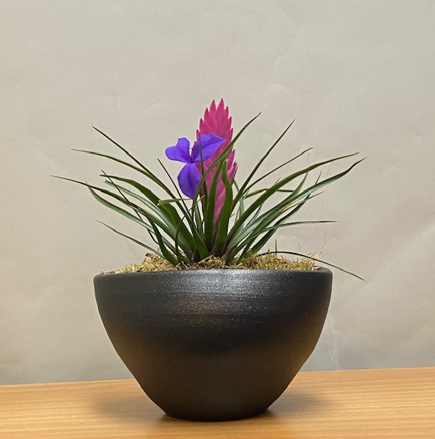 Φυτο tillandsia