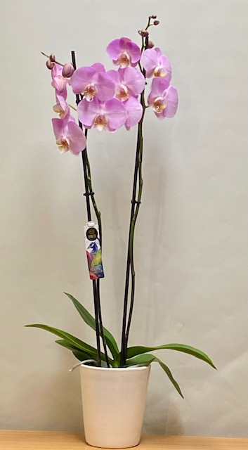 ΡΟΖ ΟΡΧΙΔΕΑ