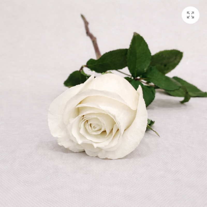 .PURE LOVE (Η ΠΑΡΑΓΓΕΛΙΕΣ ΙΣΧΥΟΥΝ ΑΝΩ ΤΩΝ 5 ΤΕΜΑΧΙΩΝ ROSES)