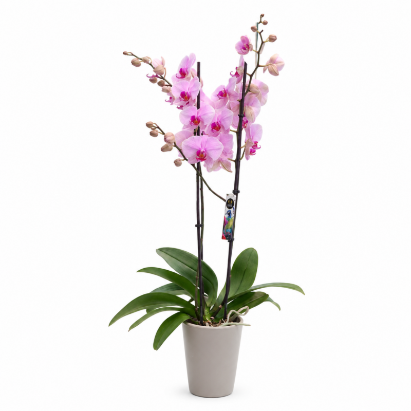 ΡΟΖ ΟΡΧΙΔΕΑ PHALAENOPSIS ΣΕ ΠΗΛΙΝΟ
