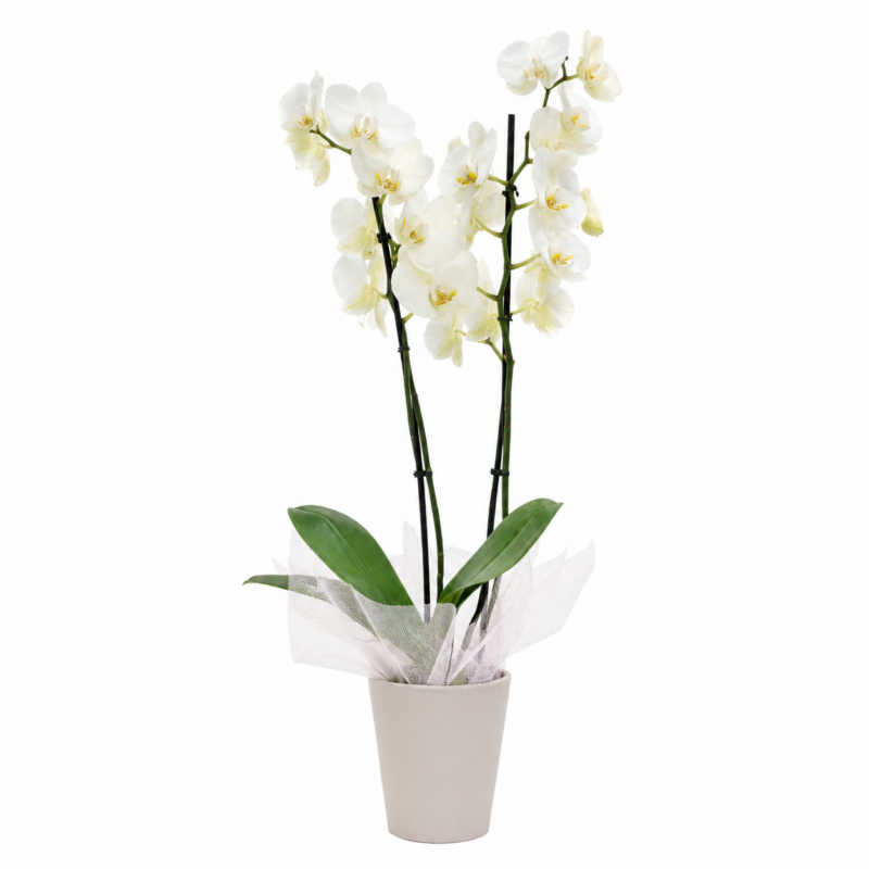ΟΡΧΙΔΕΑ PHALAENOPSIS ΣΕ ΠΗΛΙΝΟ