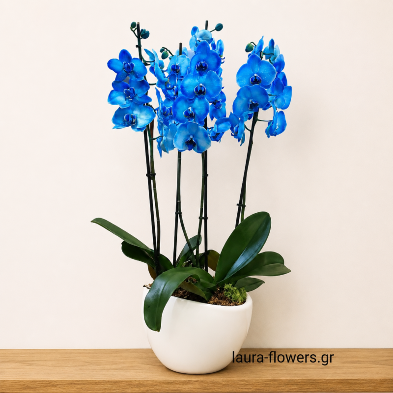 Μπλε  διπλή ορχιδέα PHALAENOPSIS